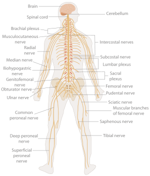 TE-Nervous system diagram
