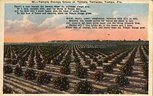 Temple Orange Grove2