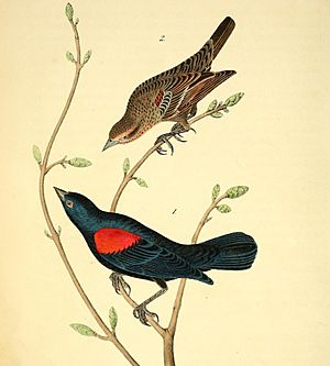 The birds of America (Pl. 215) Agelaius assimilis (cropped).jpg