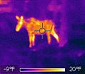 Thermal image of a cow moose during winter