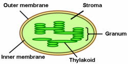 Thylakoid2