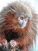 Reddish-brown monkey