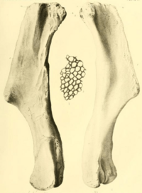 Trachodon (Pteropelyx) marginatus humerus and skin.png