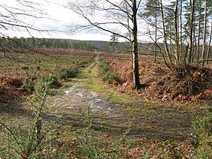Track SW through plantation on Lavington Common - geograph.org.uk - 1636668
