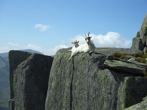 Tryfan mountain goats