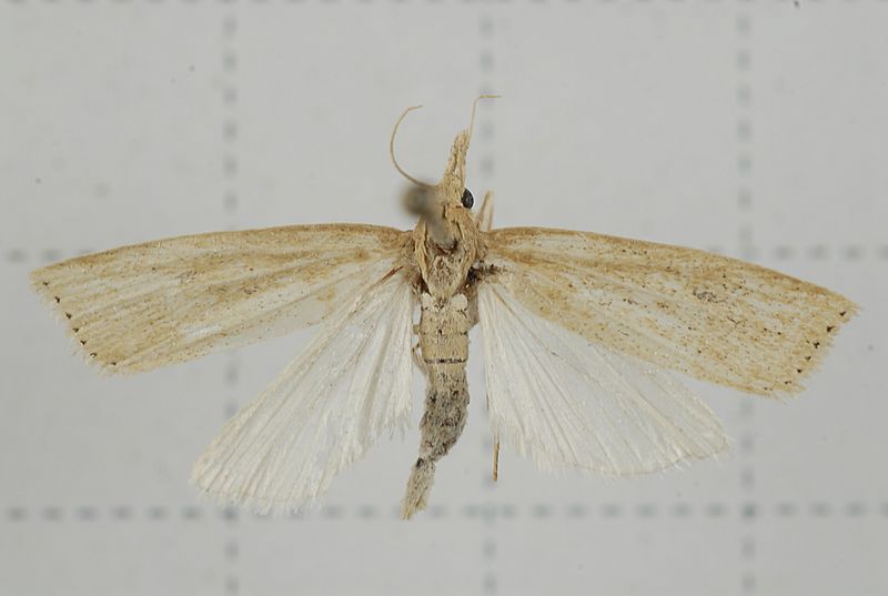 V01-20140624-024 (14577929399)