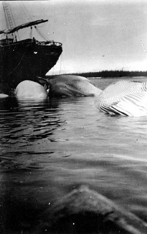 Whales tied to moorings, Tyee Company whaling station, Tyee, Alaska, ca 1915 (COBB 92)