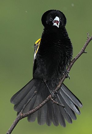 White-winged widowbird, Euplectes albonotatus, at Pilanesberg National Park, Northwest Province, South Africa (17320532836)