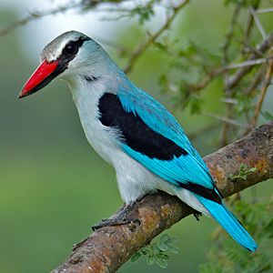 Woodland Kingfisher (Halcyon senegalensis) South Africa.jpg
