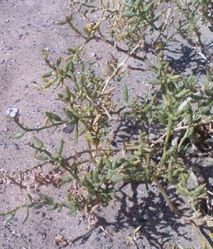 Xerophytic brassica