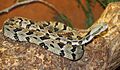 ZollmanTimberRattlesnake