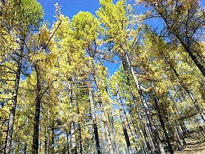 Осенний лес в горах Восточных Саян, Бурятия, Россия