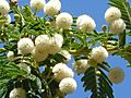 Acacia sieberiana, blomme, Pretoria, a