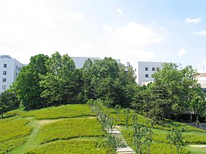 Aegineung Park in Science Campus of Korea University - panoramio