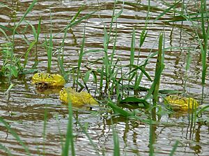 African Bullfrogs (Pyxicephalus edulis) (6045360718).jpg