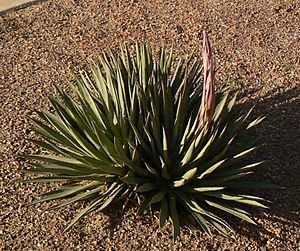 Agave arizonica group of rosettes, one blooming.JPG