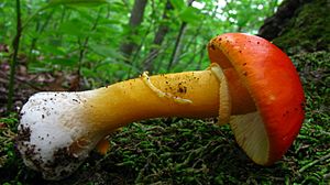 Amanita flavoconia 48569.jpg