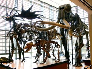 Amherst College Museum of Natural History.jpg
