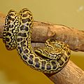 Anaconda jaune 34