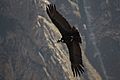 Andean Condor in full flight