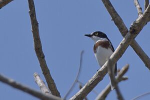 Angolan Batis female