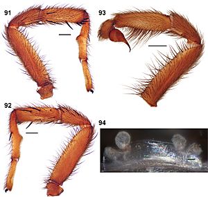 Aptostichus angelinajolieae anatomy (Zookeys)