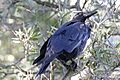 Australian Raven (Corvus coronoides)