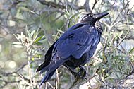 a black bird in a tree looking upwards