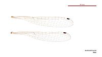 Austrosticta soror male wings (34664826212)