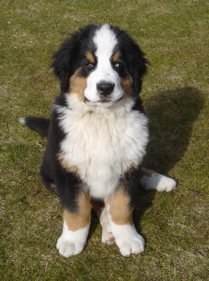 Berner Sennenhund mit Iris-Heterochromie