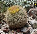 Biznaga Barrel Cactus Ferocactus gracilis gatesii (26290176568).jpg