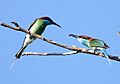 Blue-throated Bee-eater Courtship offering
