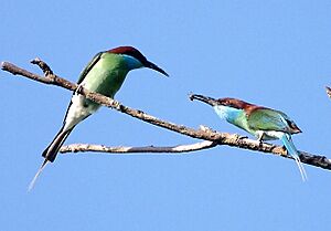 Blue-throated Bee-eater Courtship offering