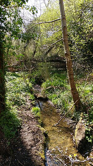 Blundells Copse - Stream