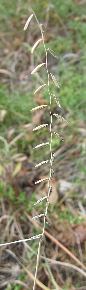Bouteloua curtipendula zoom