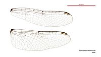 Brachydiplax denticauda male wings (34215851744)