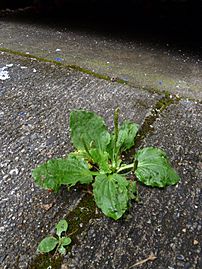 Broadleaf Plantain (Plantago major) growing in crack in sidewalk