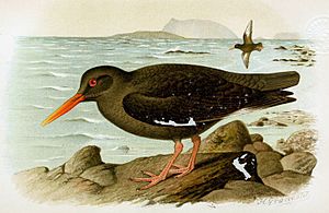 Canarian Oystercatcher.jpg