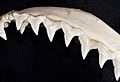 Carcharhinus albimarginatus upper teeth