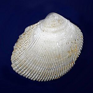 Cardiidae - Trachycardium multicostatum