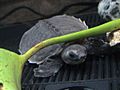 Carettochelys insculpta