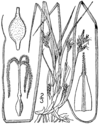 Carex nigromarginata BB-1913