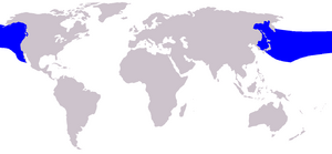 Cetacea range map Baird 27s Beaked Whale.png