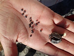 Close up of Santa Cruz cypress seeds (24486756544)