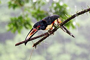 Collared Aracari