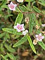 Commersonia amystia