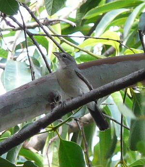 Coryphospingus pileatus.jpg