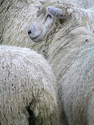 Cotswold Flock
