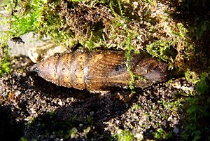 Deilephila elpenor chrysalis 01