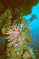 Diver and soft corals next to the mast of the Hoki Maru wreck, Truk Lagoon, Micronesia